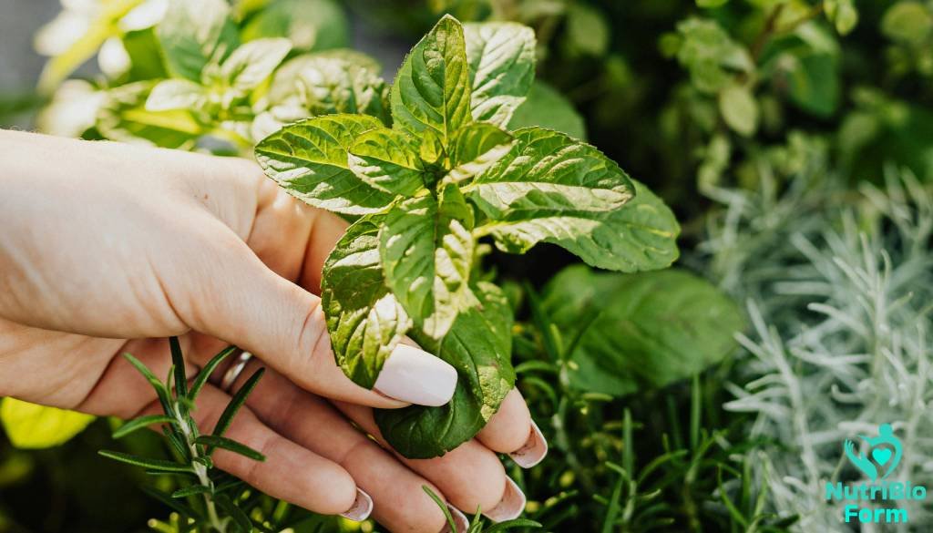 Usages Anciens  des plantes médicinales 