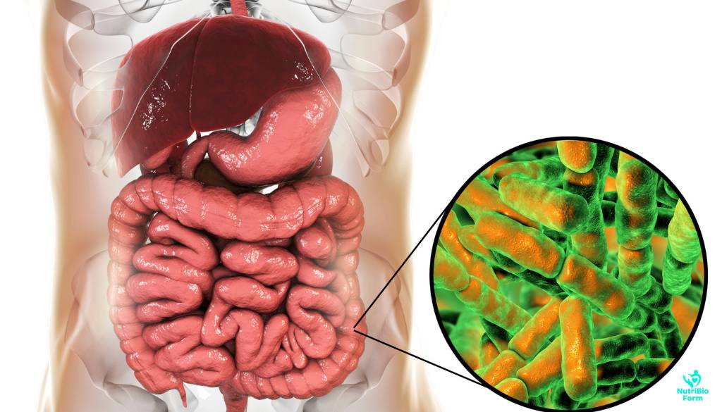 What Are Probiotics?